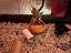 Immagine 1