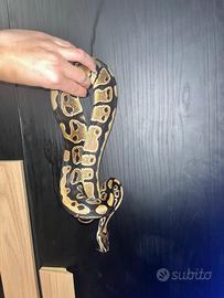 Pitone normal het pied