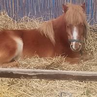 Pony Docile per Bambini