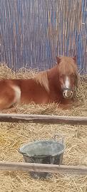 Pony Docile per Bambini