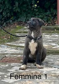 Cuccioli Pastore dell'Asia Centrale