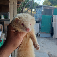 Furetti maschio e femmina di 4 mesi