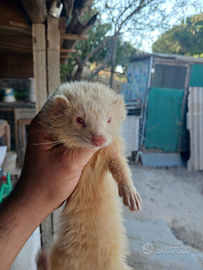 Furetti maschio e femmina di 4 mesi