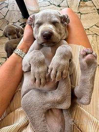 Ultimo cucciolo di Weimaraner