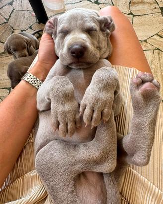 Ultimo cucciolo di Weimaraner