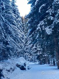 Bilocale sulle piste da sci, val di sole