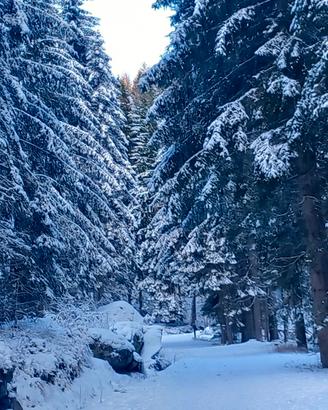 Bilocale sulle piste da sci, val di sole