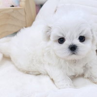 Cucciolo di maltese con pedigree