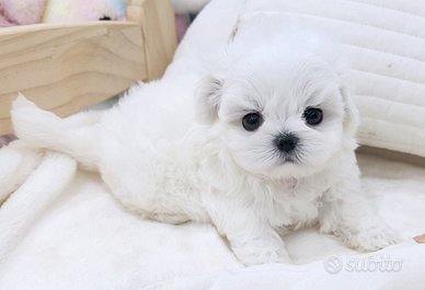 Cucciolo di maltese con pedigree