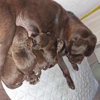 Labrador cioccolato cuccioli