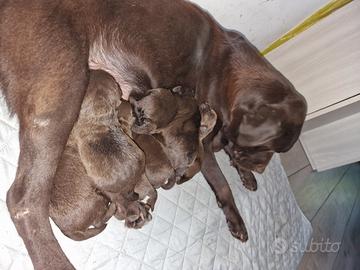 Labrador cioccolato cuccioli