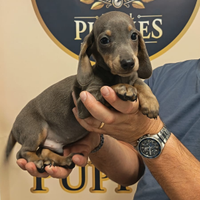 Bassotti kaninken pagamento dilazionato