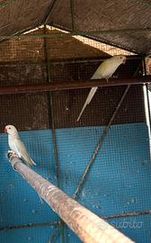 Coppia Parrocchetti dal Collare