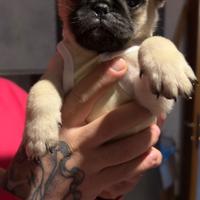 Cuccioli carlini