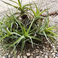 pianta aerea, tillandsia bergeri 