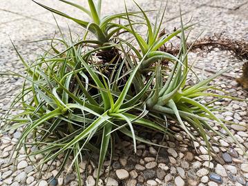 pianta aerea, tillandsia bergeri 