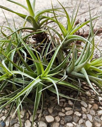 pianta aerea, tillandsia bergeri 