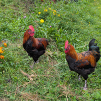 Galli Marans Nero Ramato