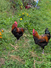 Galli Marans Nero Ramato