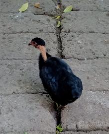 Polli chicchirinelli