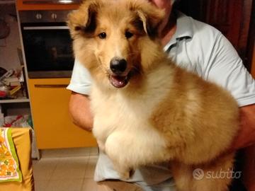 Cucciolo pastore scozzese