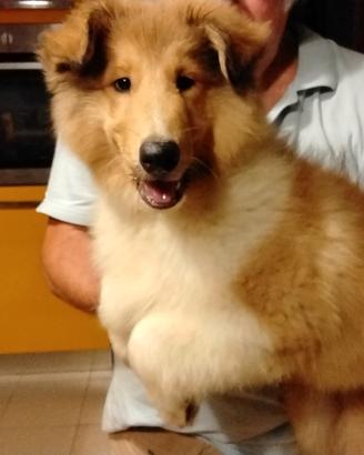 Cucciolo pastore scozzese