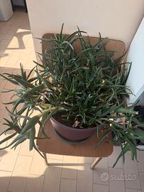 Pianta di Aloe Arborescens