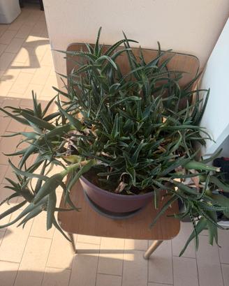 Pianta di Aloe Arborescens