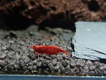 Caridine davidi bloody mary