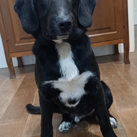 Stupendo cucciolone mix labrador in adozione