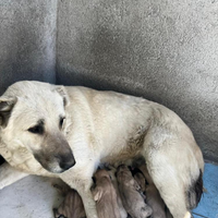 Cuccioli di kangal