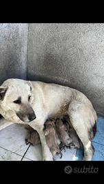 Cuccioli di kangal