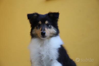 Cuccioli Pastore Scozzese/collie con Pedigree