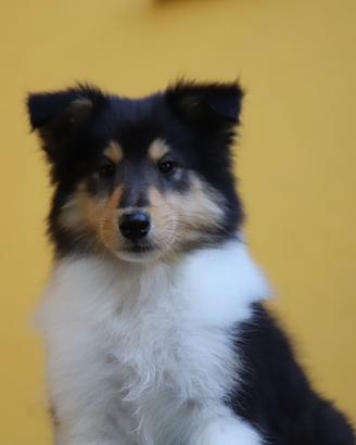 Cuccioli Pastore Scozzese/collie con Pedigree