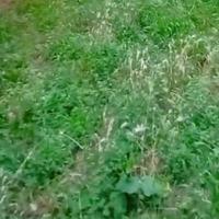 Vendita giardino via Amarena