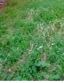 Vendita giardino via Amarena