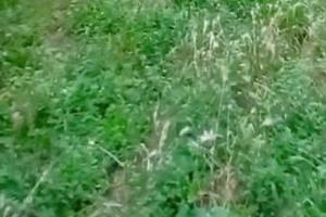 Vendita giardino via Amarena