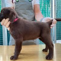 Labrador Retriever con Pedigree