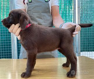 Labrador Retriever con Pedigree