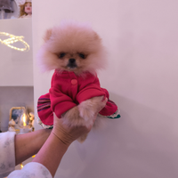 Spitz dì Pomerania nano