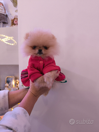 Spitz dì Pomerania nano