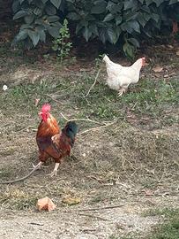 Galline e galli allevati a terra
