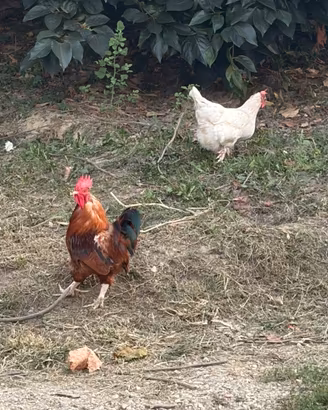 Galline e galli allevati a terra