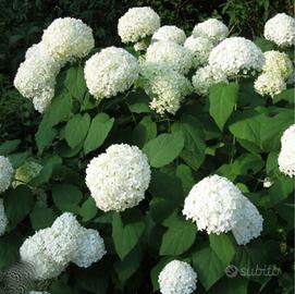 Ortensie Annabelle