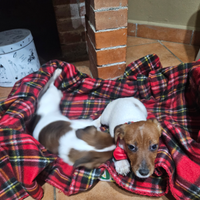 Jack russell vaccini completi