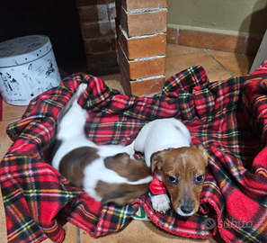 Jack russell vaccini completi