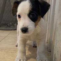 Cucciolo di jack russell