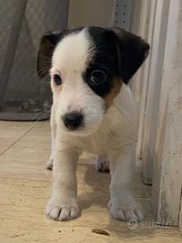 Cucciolo di jack russell