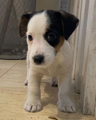 Cucciolo di jack russell