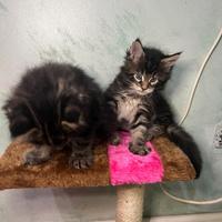 Maine coon
